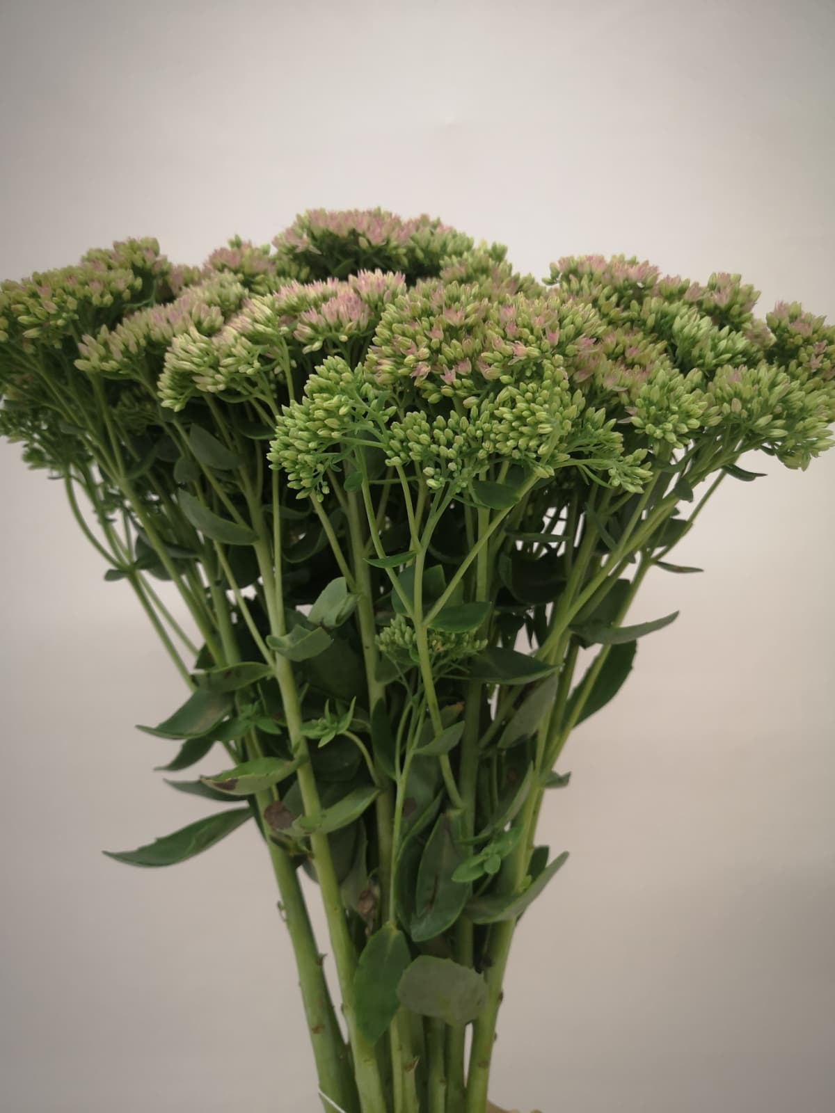 Sedum spectabile CH