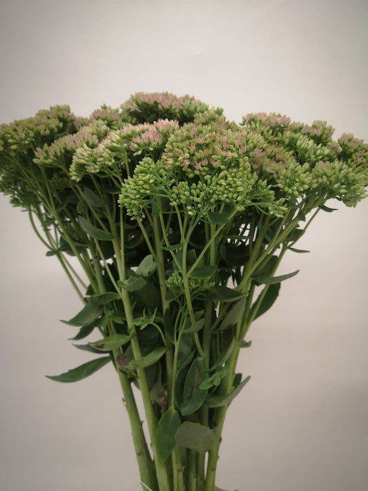 Sedum spectabile CH
