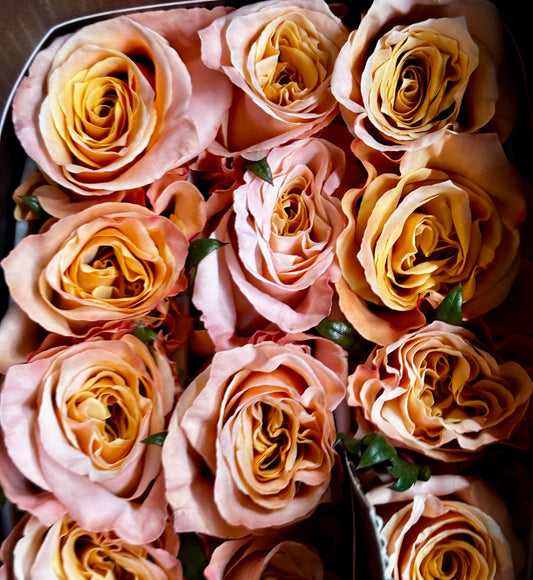 Ecuador Rose 'Shimmer'
