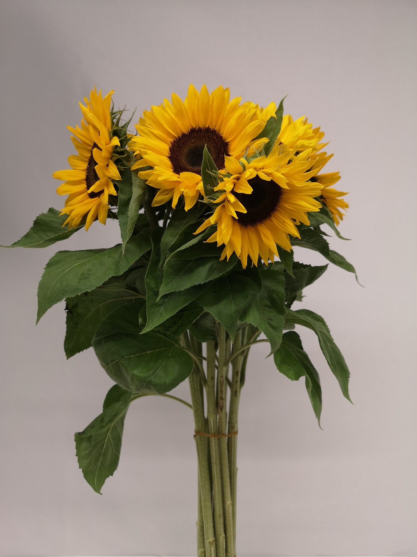 Helianthus annuus CH