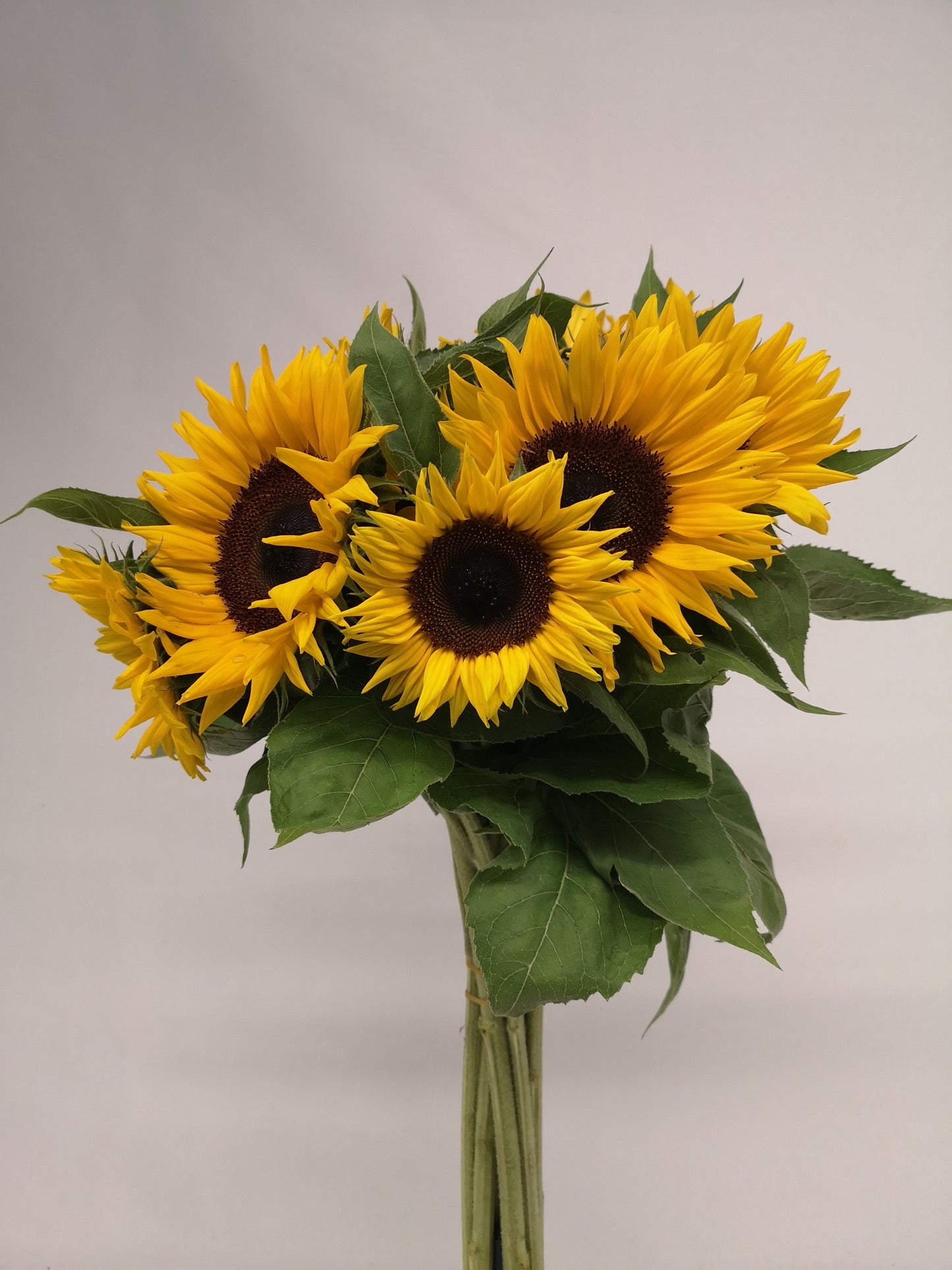 Helianthus annuus CH
