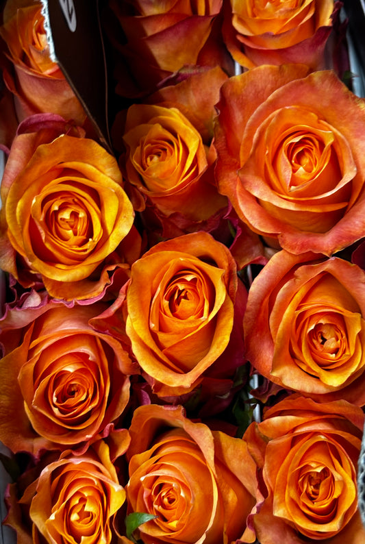 Ecuador Rose 'Twilight'