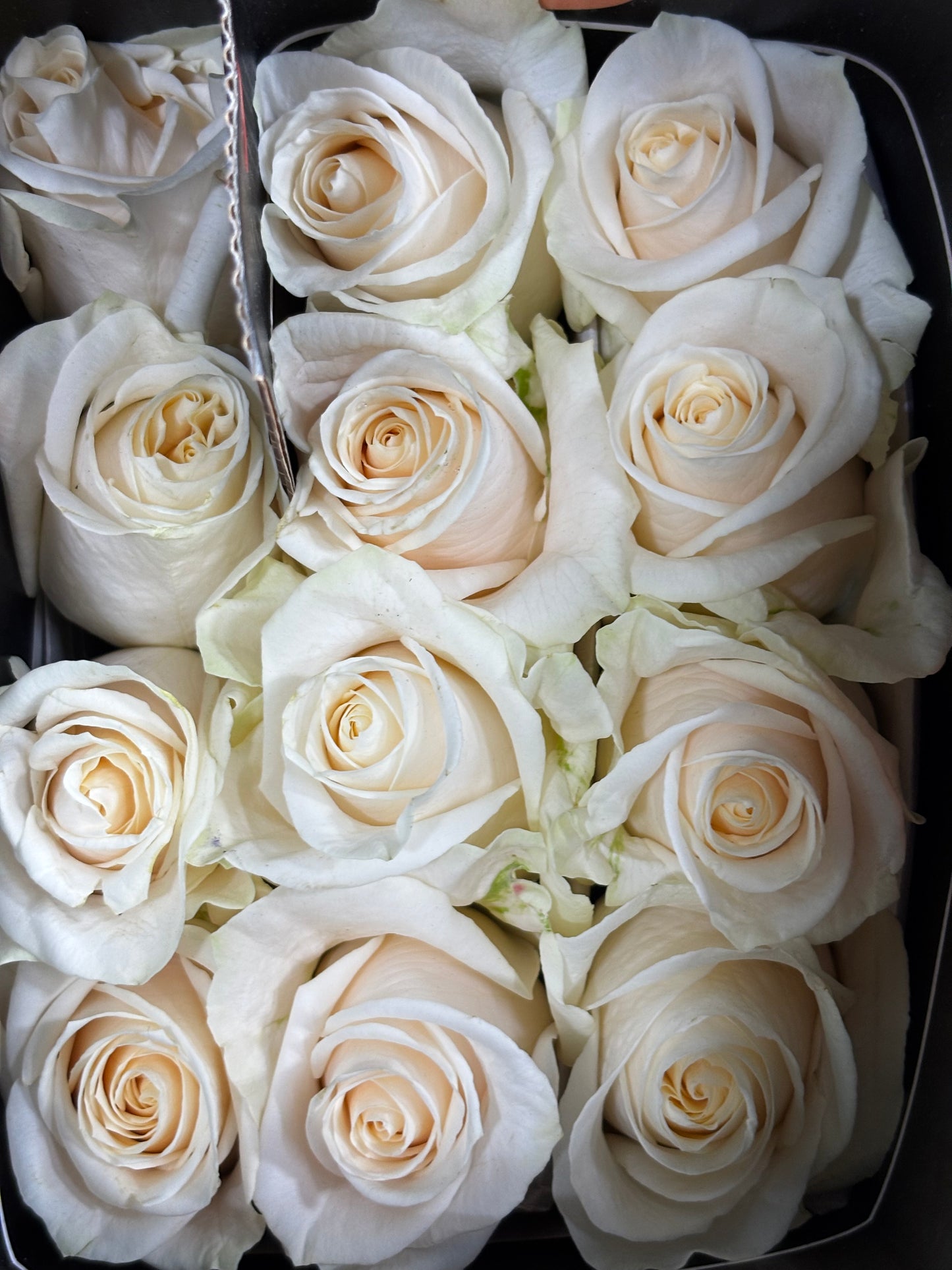 Ecuador Rose 'Vendela'