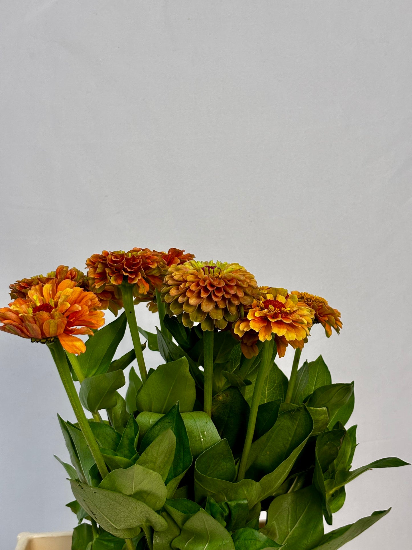 Zinnia elegans 'Orange Lime' CH