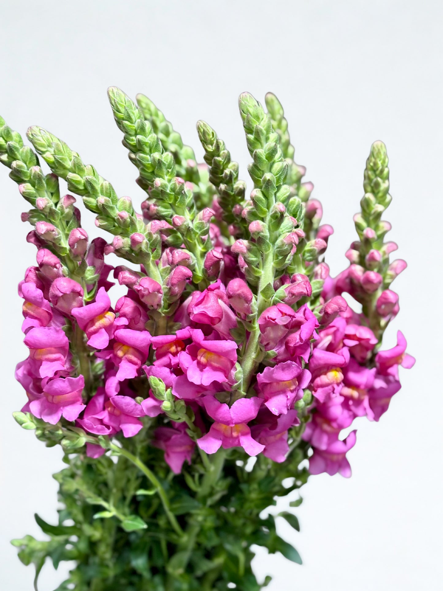 Antirrhinum CH