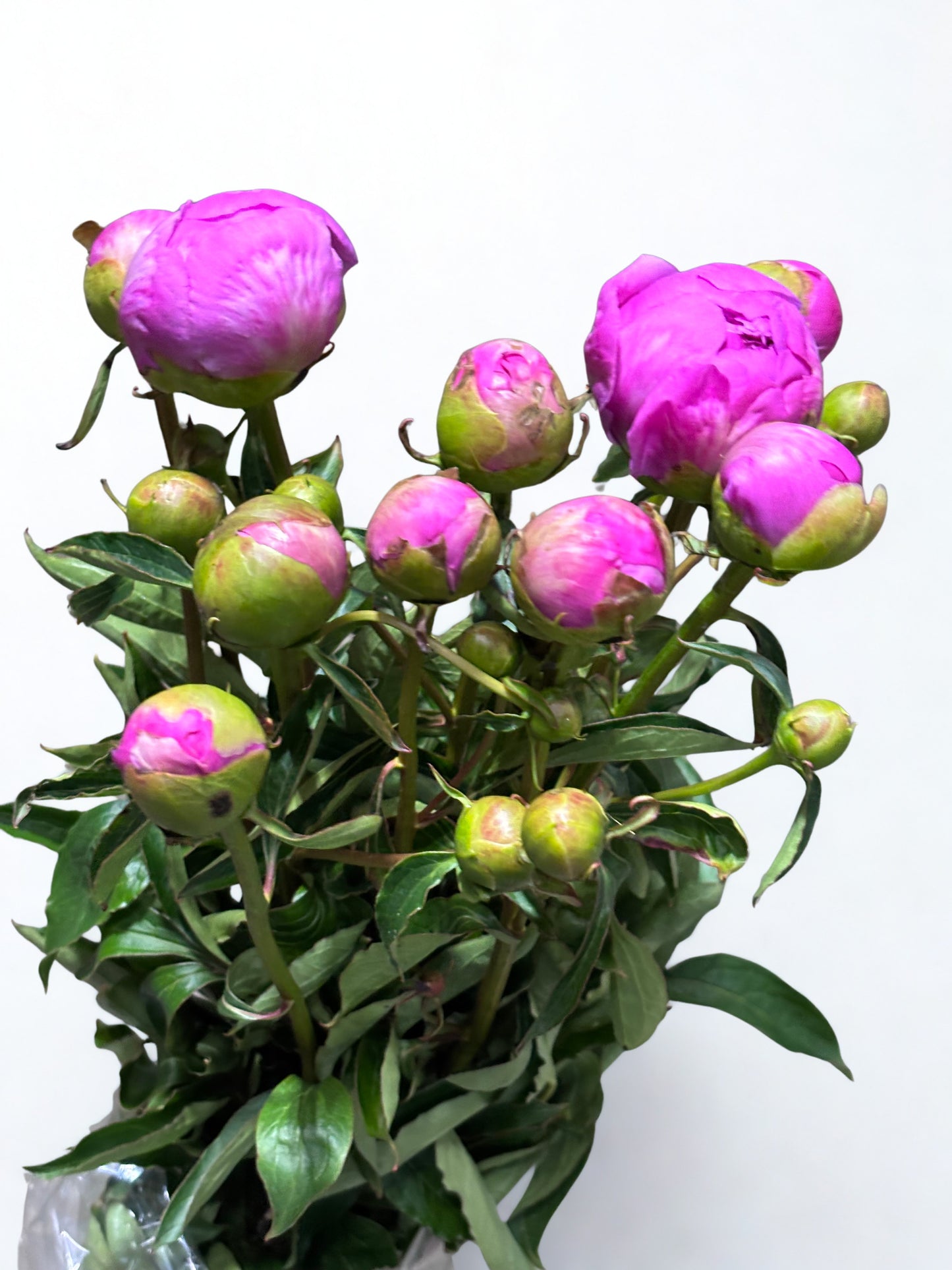 Pfingstrose rosa dunkel