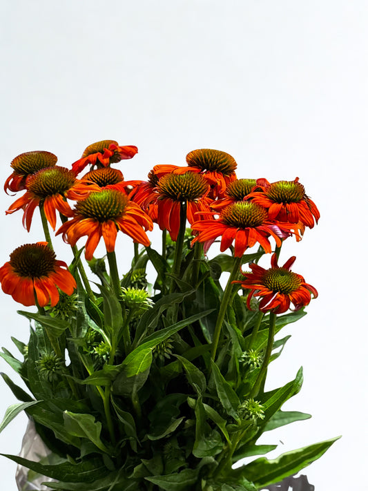 Echinacea purpurea CH