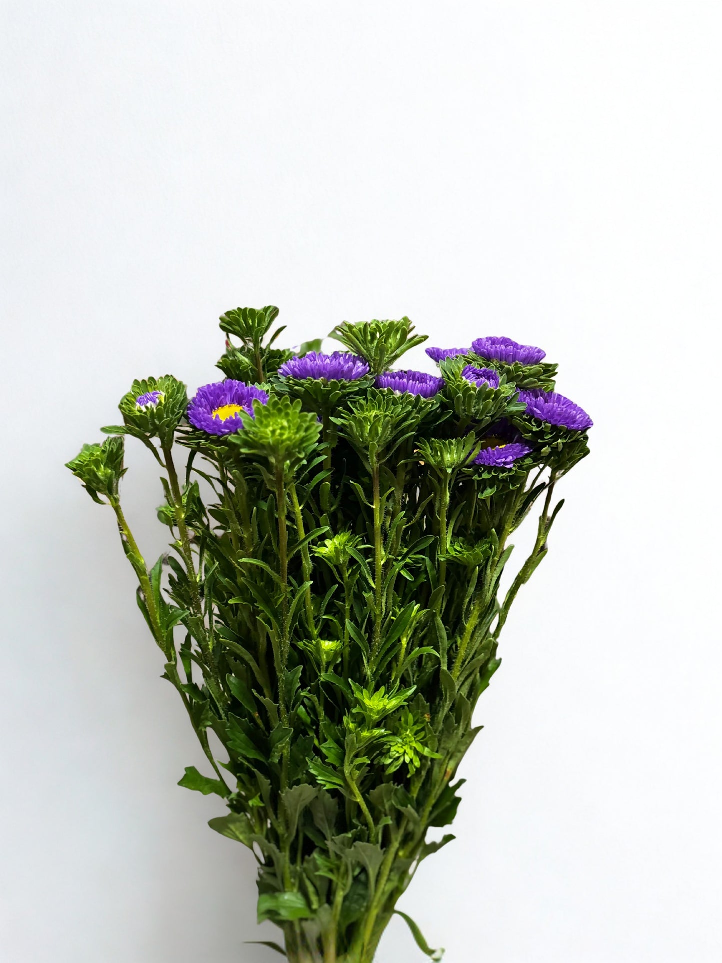 Callistephus chinensis CH