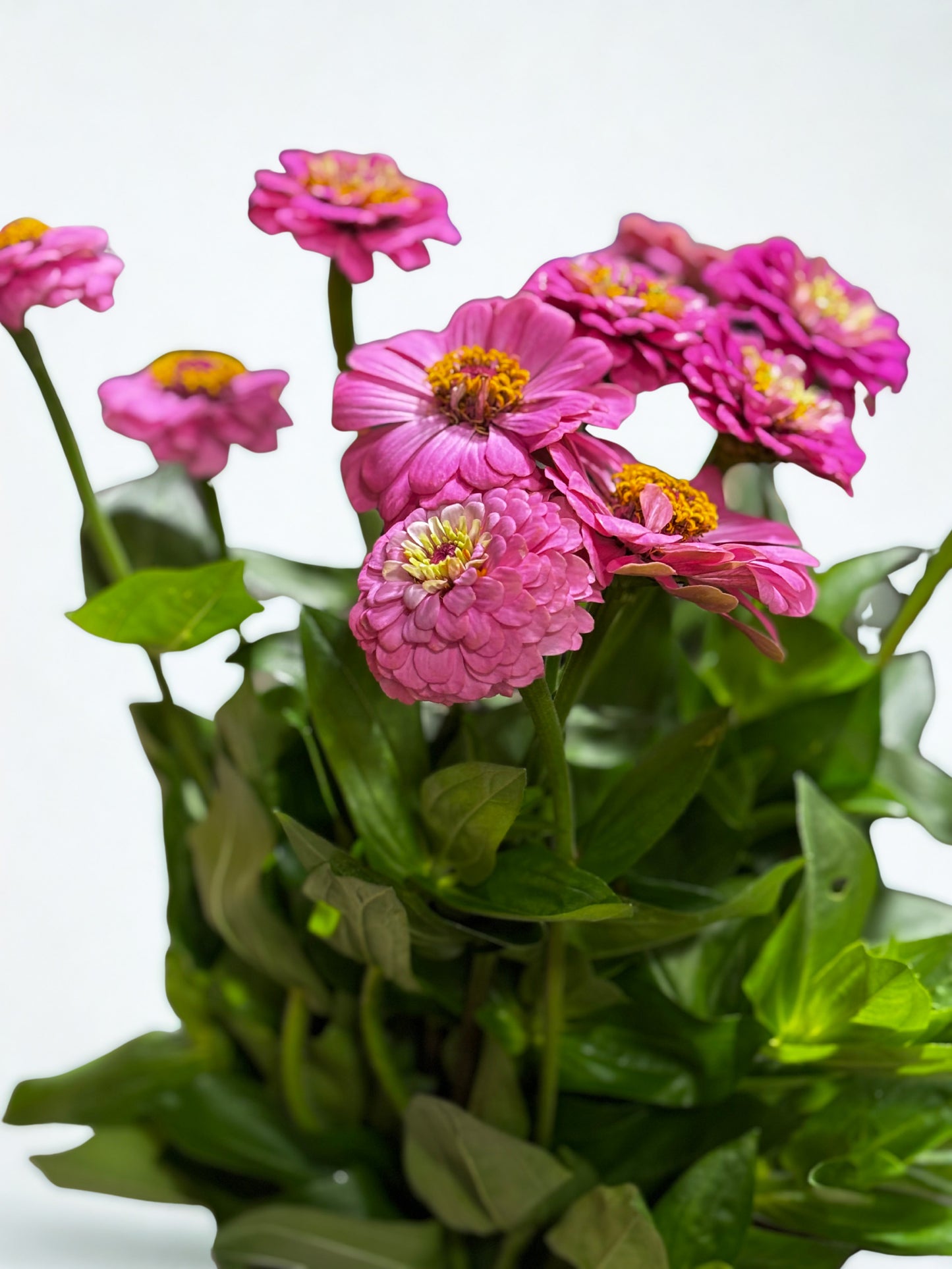 Zinnia CH