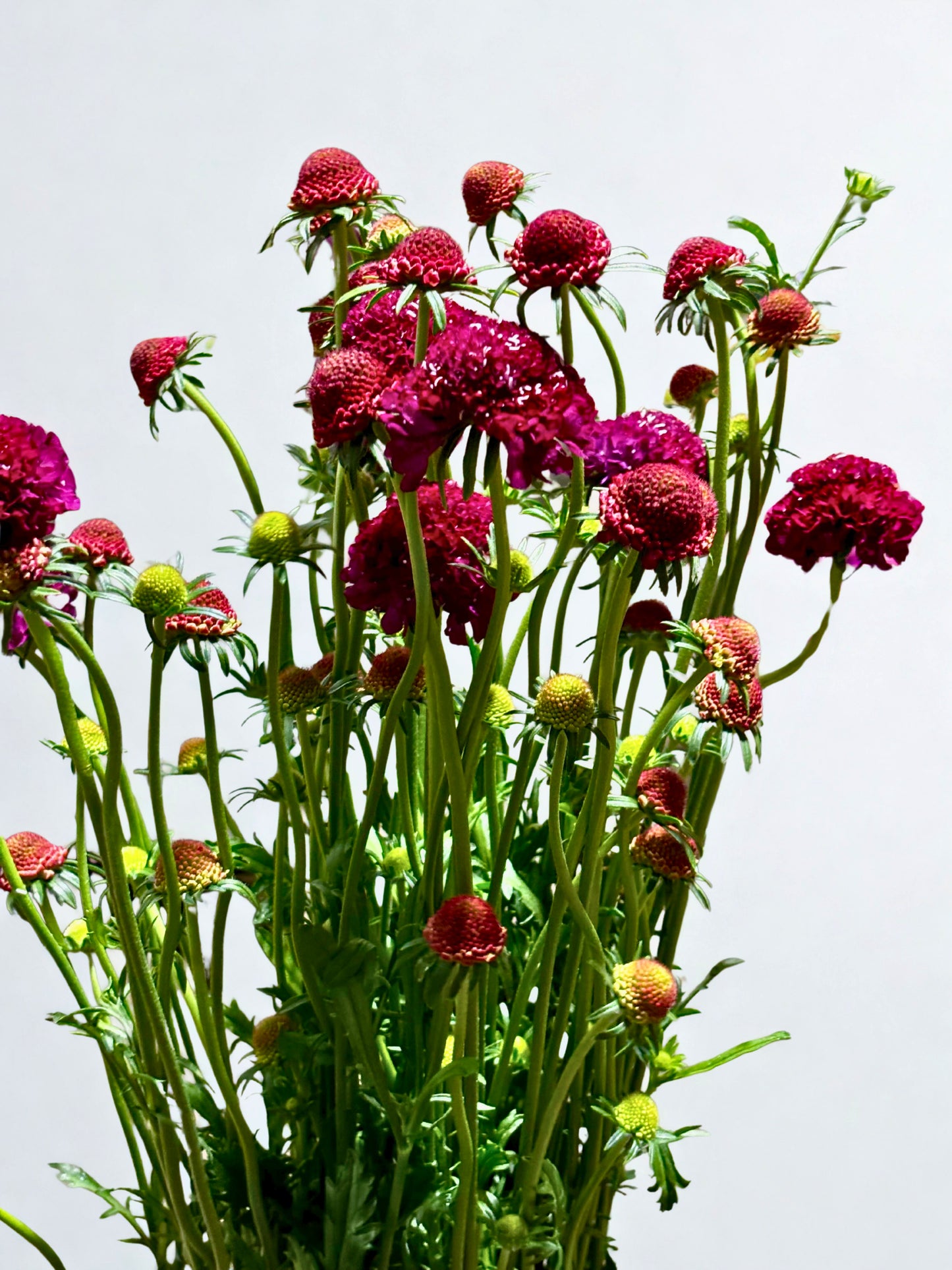 Scabiosa