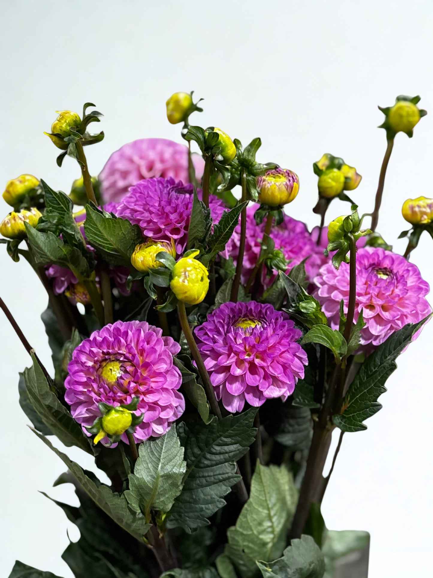 Dahlia CH