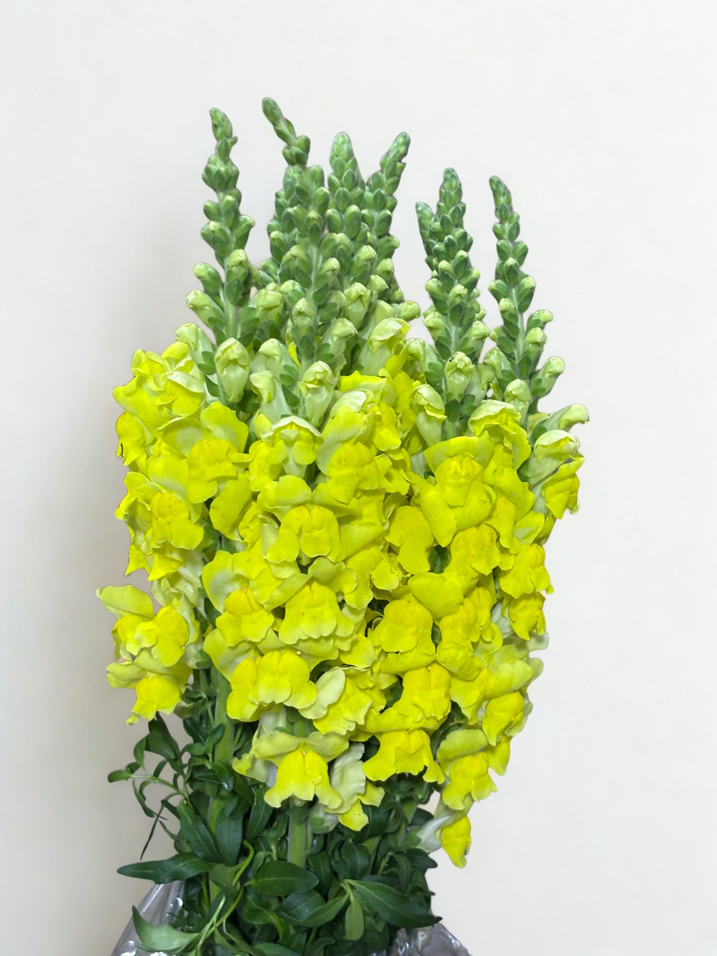 Antirrhinum majus CH