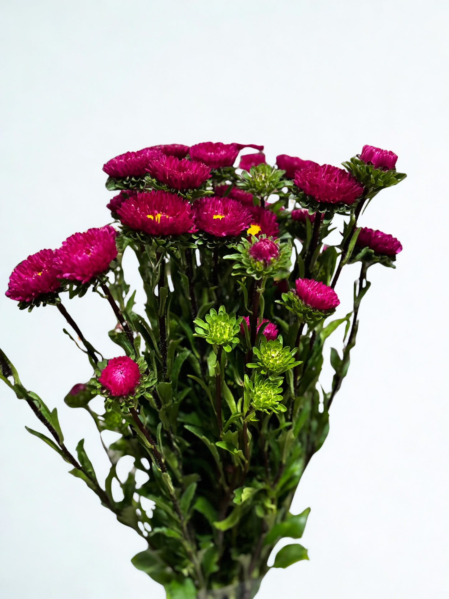 Callistephus chinensis CH
