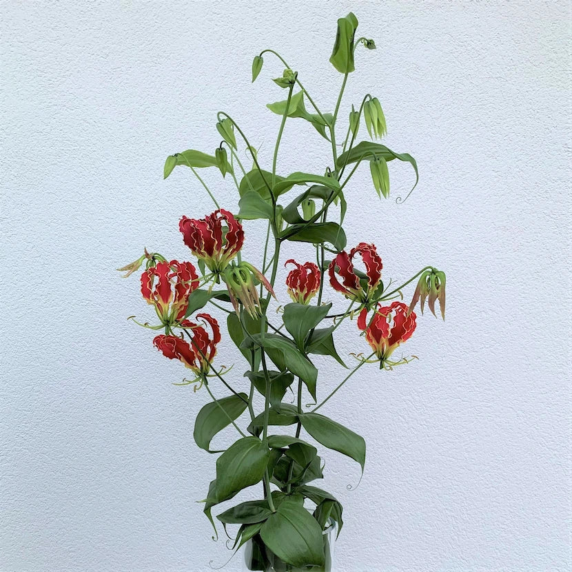 Gloriosa CH