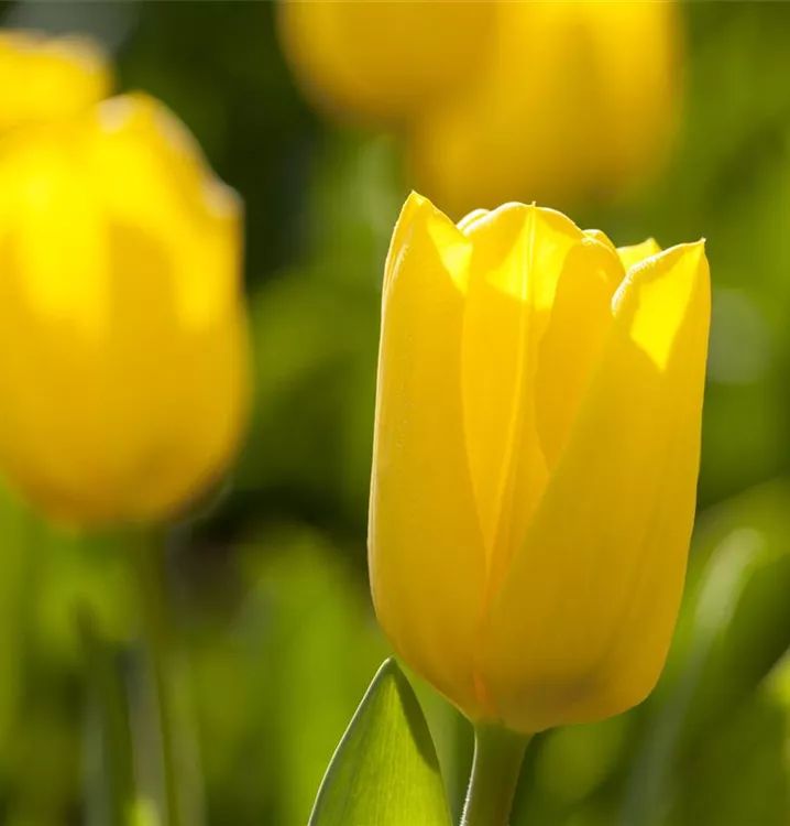Tulpe