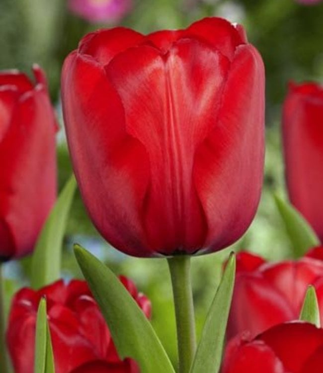 Tulpe